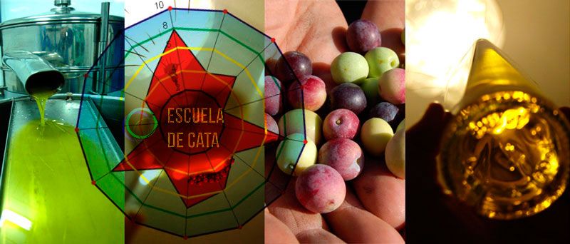 Nivel 3. Curso Análisis Sensorial y Cata del Aceite Aprender a catar los verdaderos vírgenes extra. Nivel 3