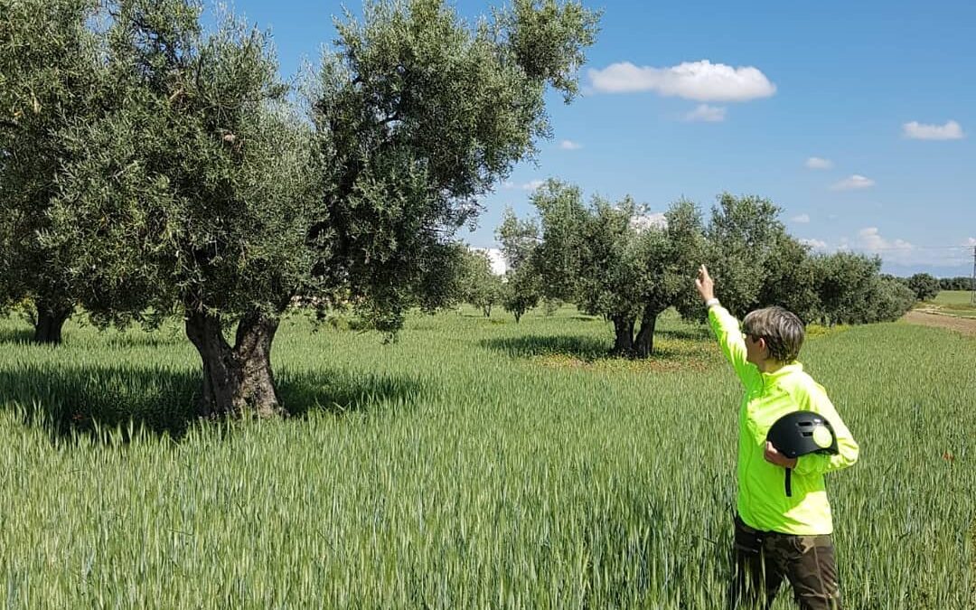 ¿Por qué saber de “aceites”?