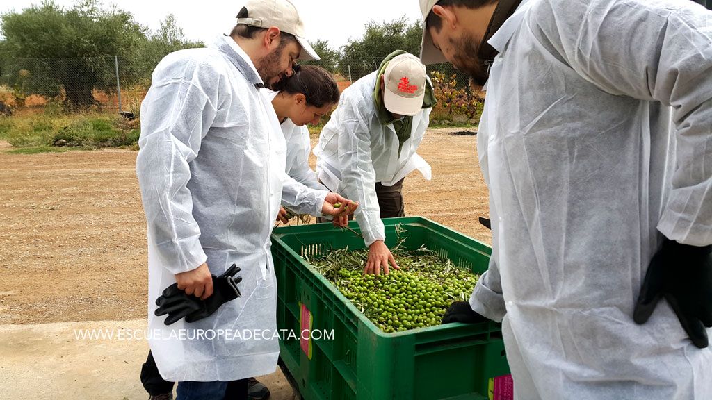 cursomaestrodealmazara_elaboracion-de-aove