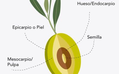 Partes estructurales de las aceitunas