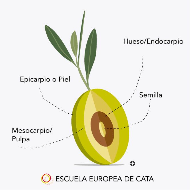 estructura-de-la-aceituna_escuelaeuropeadecata