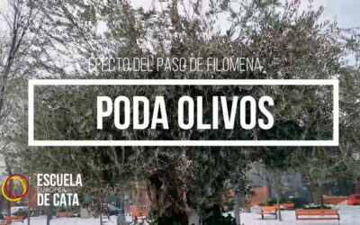 INFLUENCIA DE LA PODA DEL OLIVO AL PASO DE FILOMENA