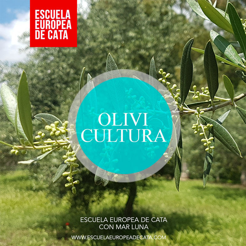 NIVEL-1--olivicultura-escuela-europea-de-cata_PORTADA NIVEL-1--olivicultura-escuela-europea-de-cata_PORTADA