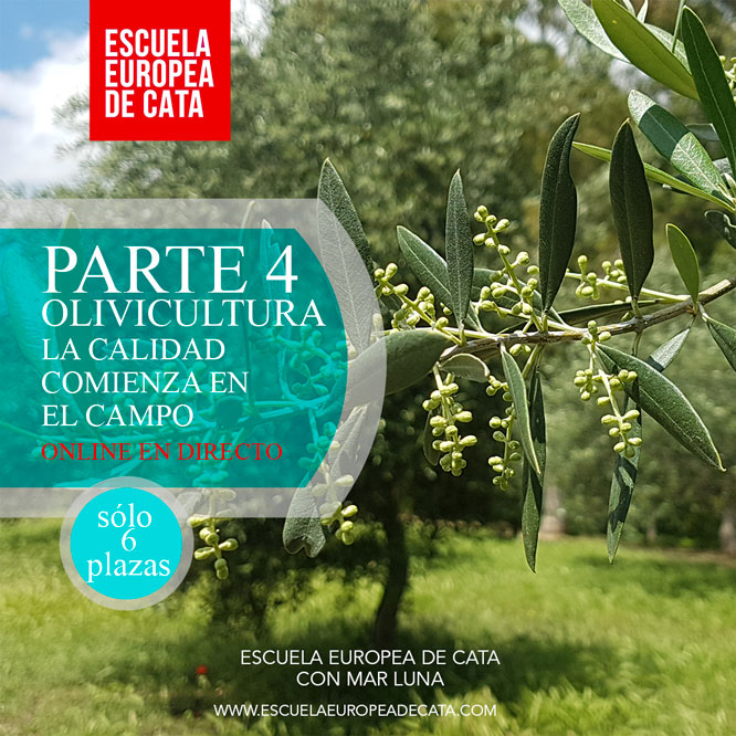 PARTE-4--olivicultura-escuela-europea-de-cata