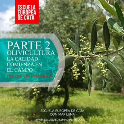 NIVEL-1--olivicultura-escuela-europea-de-cata-PARTE-2