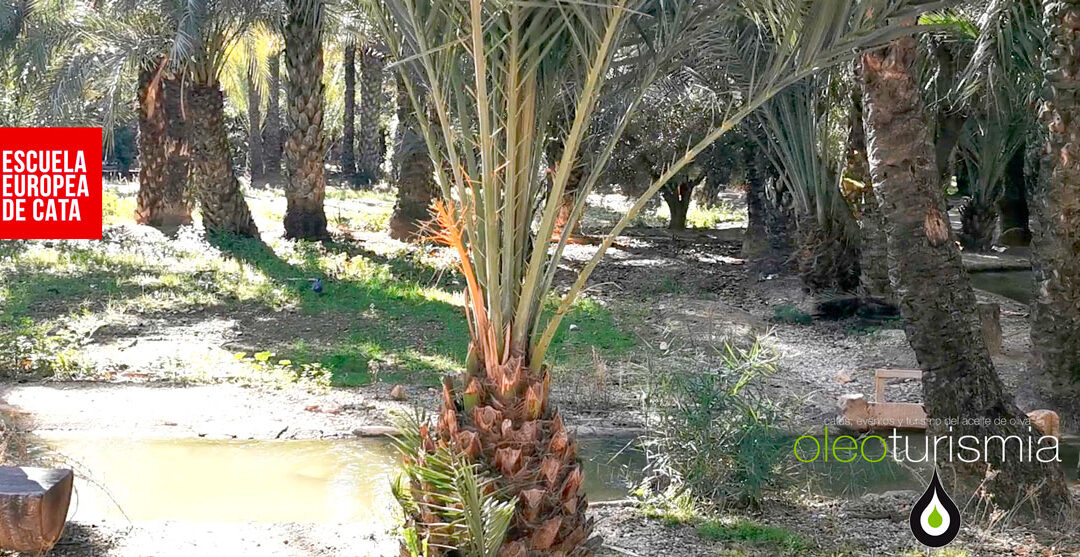 El ejemplo de convivencia del olivo