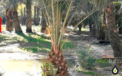 El ejemplo de convivencia del olivo